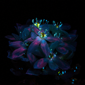 中国小伙与老太做爰
